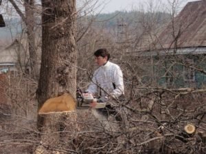 корчування дерева Хмельницький