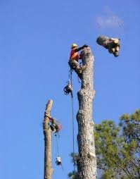 Спил дерева Хмельницкий