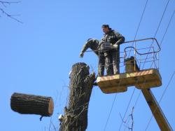 спилить дерево Хмельницкий